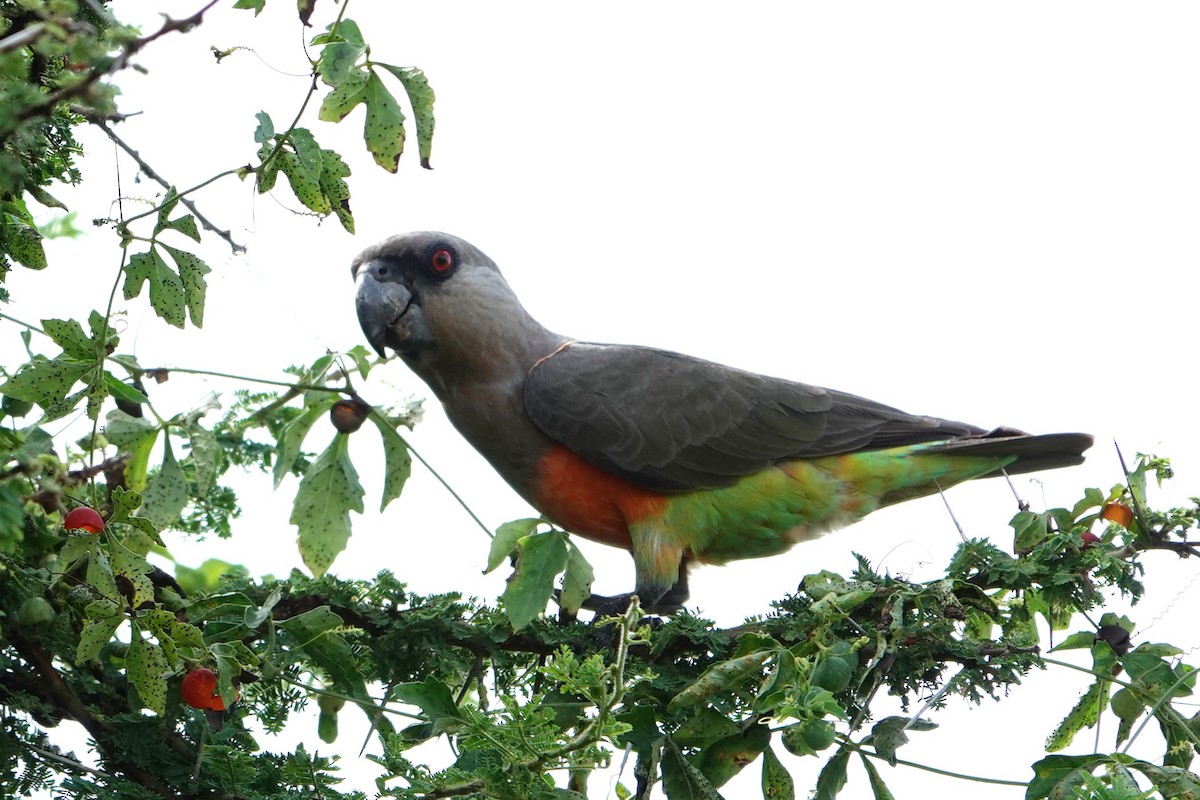 papoušek oranžovoprsý - ML617603644