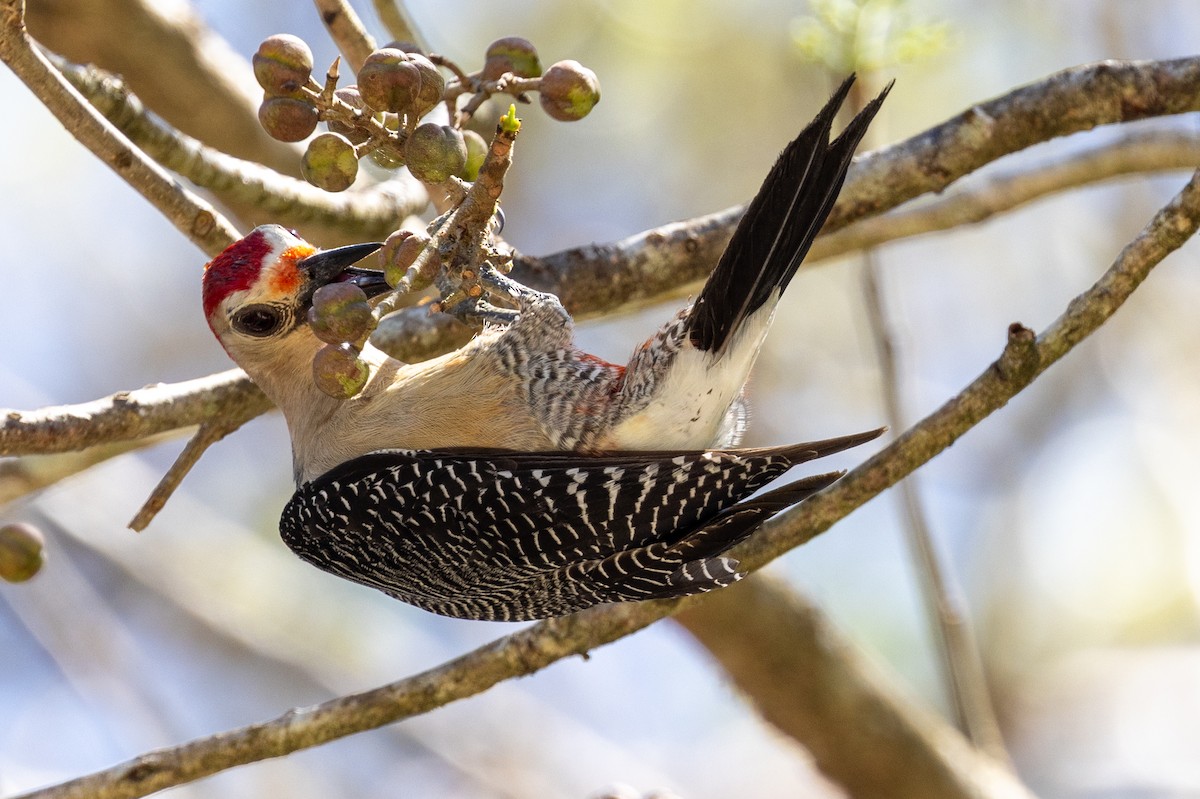 Golden-fronted Woodpecker (Velasquez's) - ML617603650