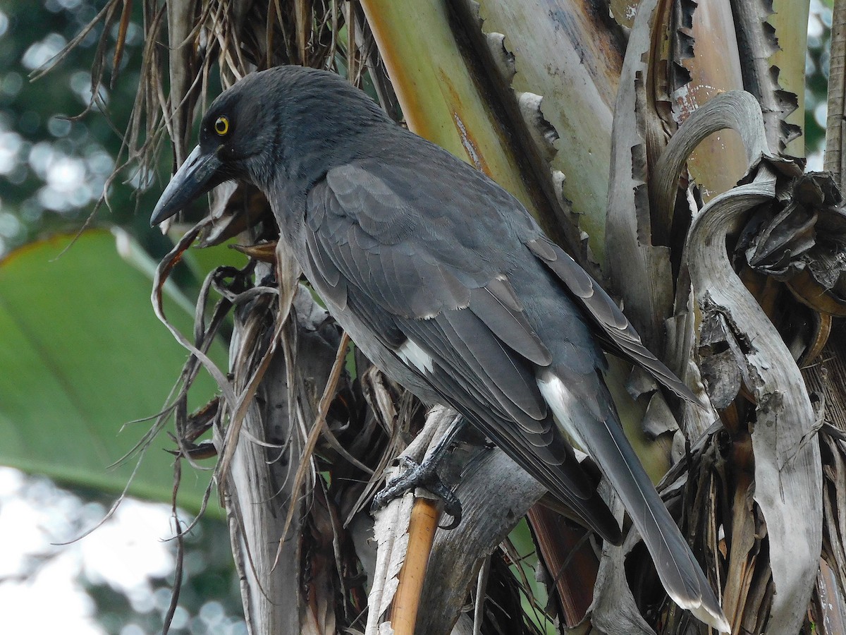 Pied Currawong - George Vaughan