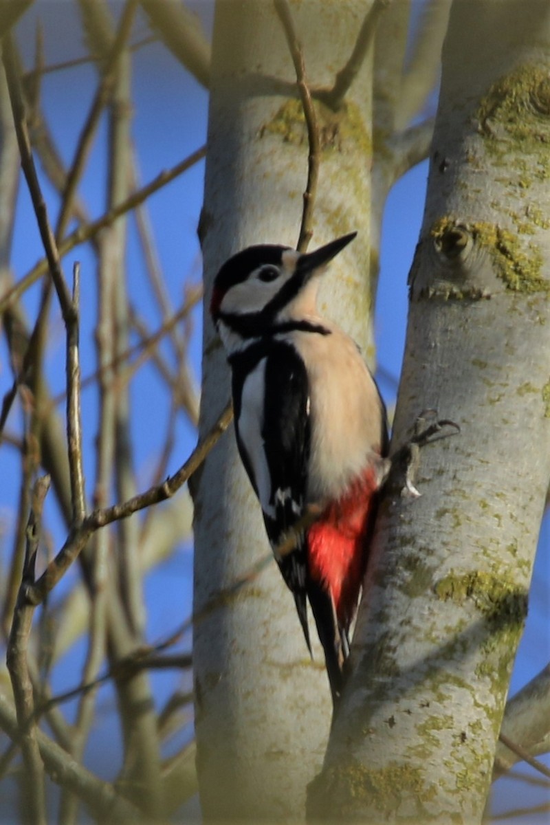 Great Spotted Woodpecker - Paul Anderson