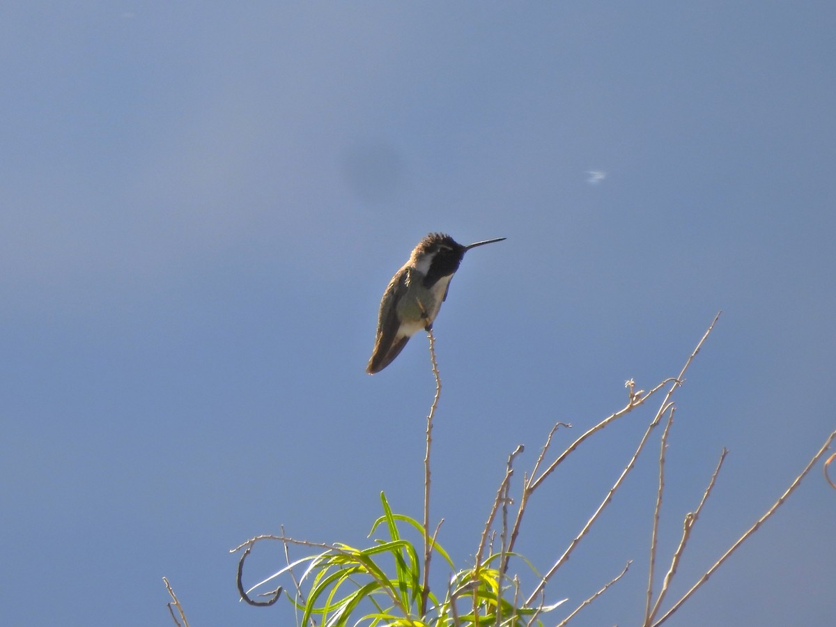 Costa's Hummingbird - ML617603735