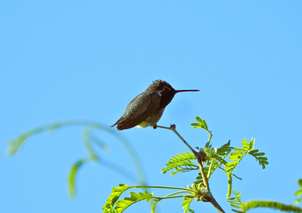 Costa's Hummingbird - ML617603737