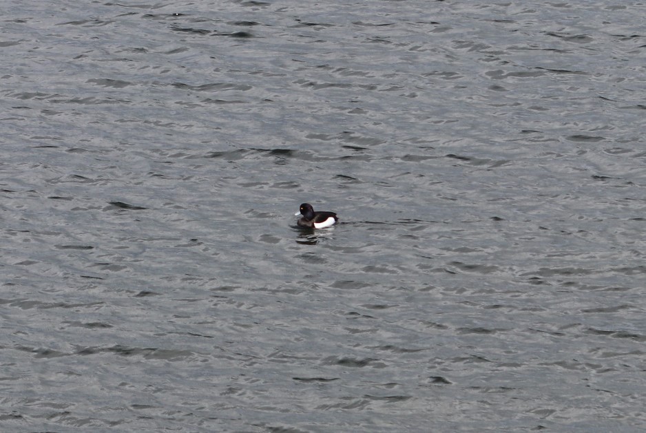 Tufted Duck - ML617603771