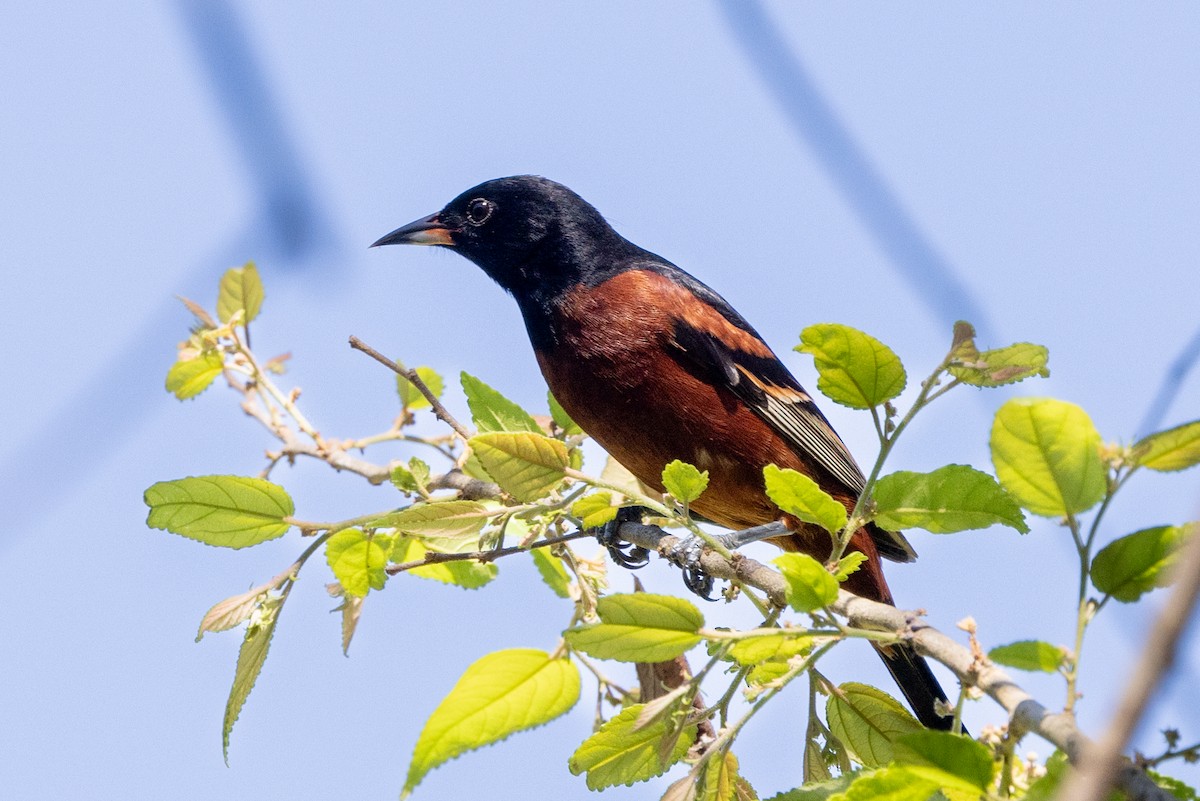 Orchard Oriole - ML617603780