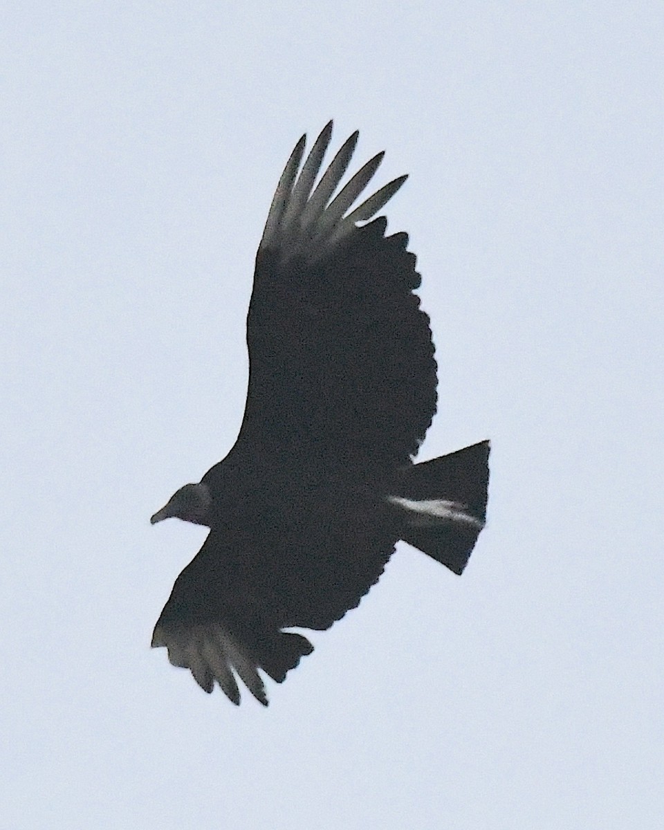 Black Vulture - ML617603804