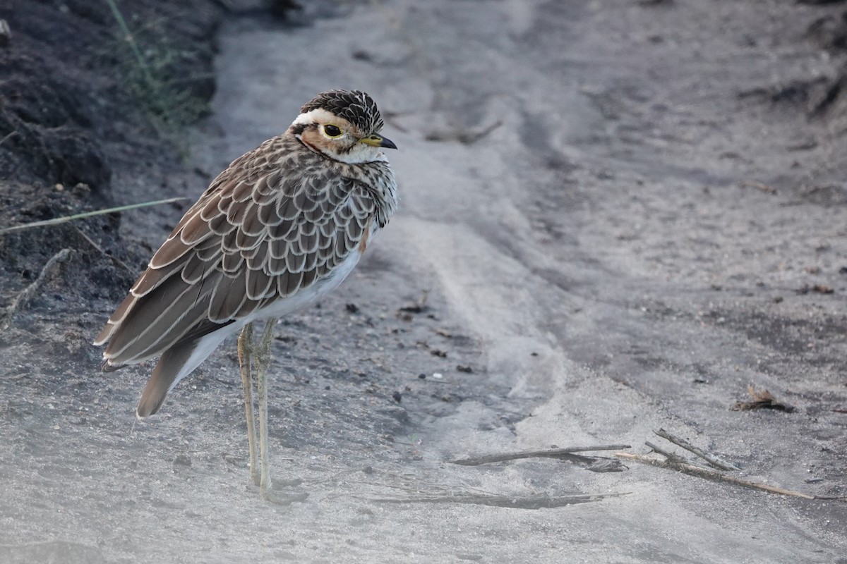 Three-banded Courser - ML617603864