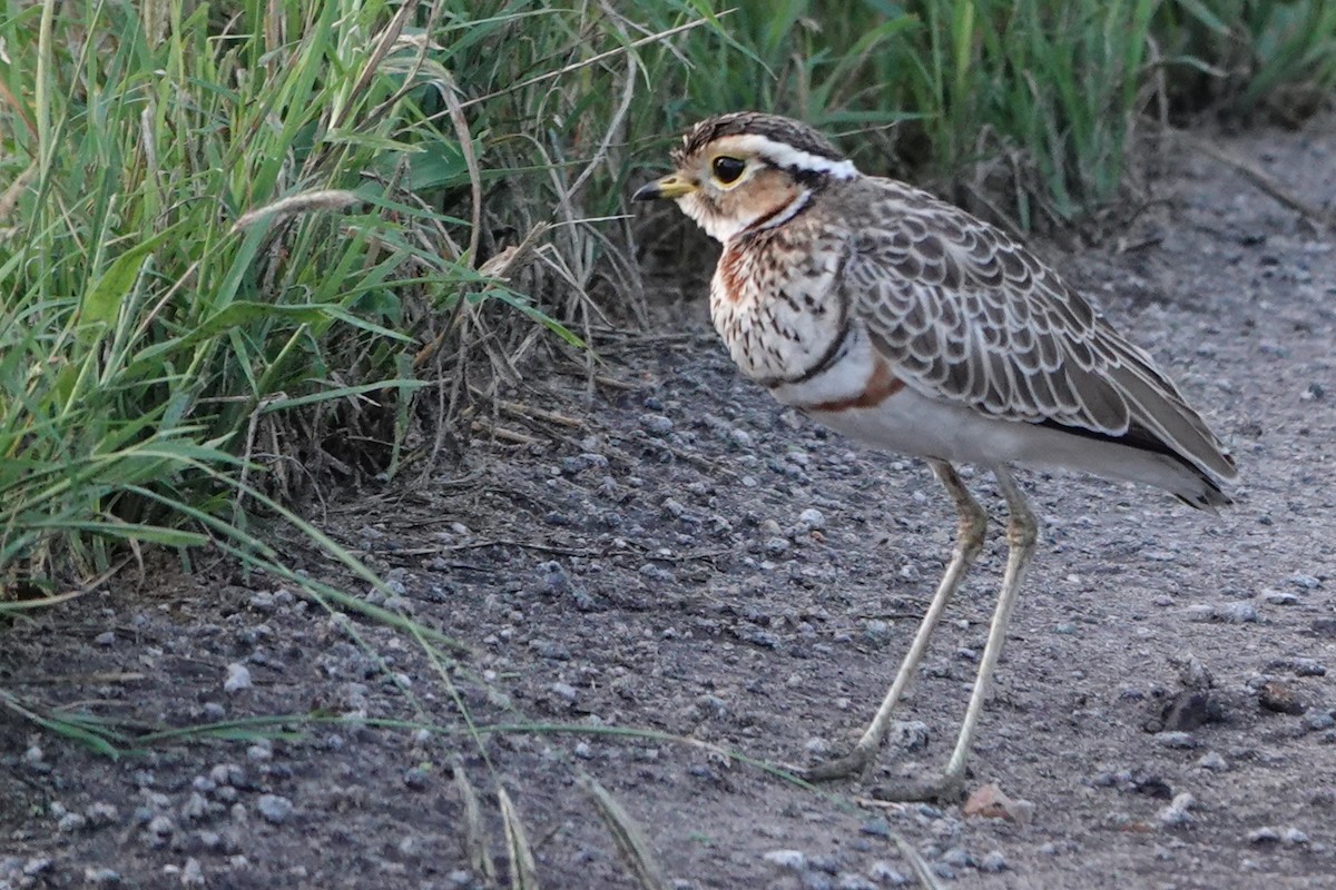 Three-banded Courser - ML617603867