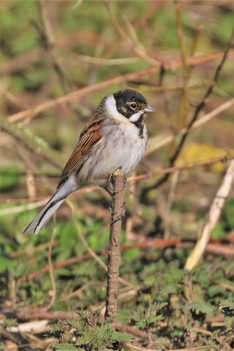 Reed Bunting - Paul Anderson