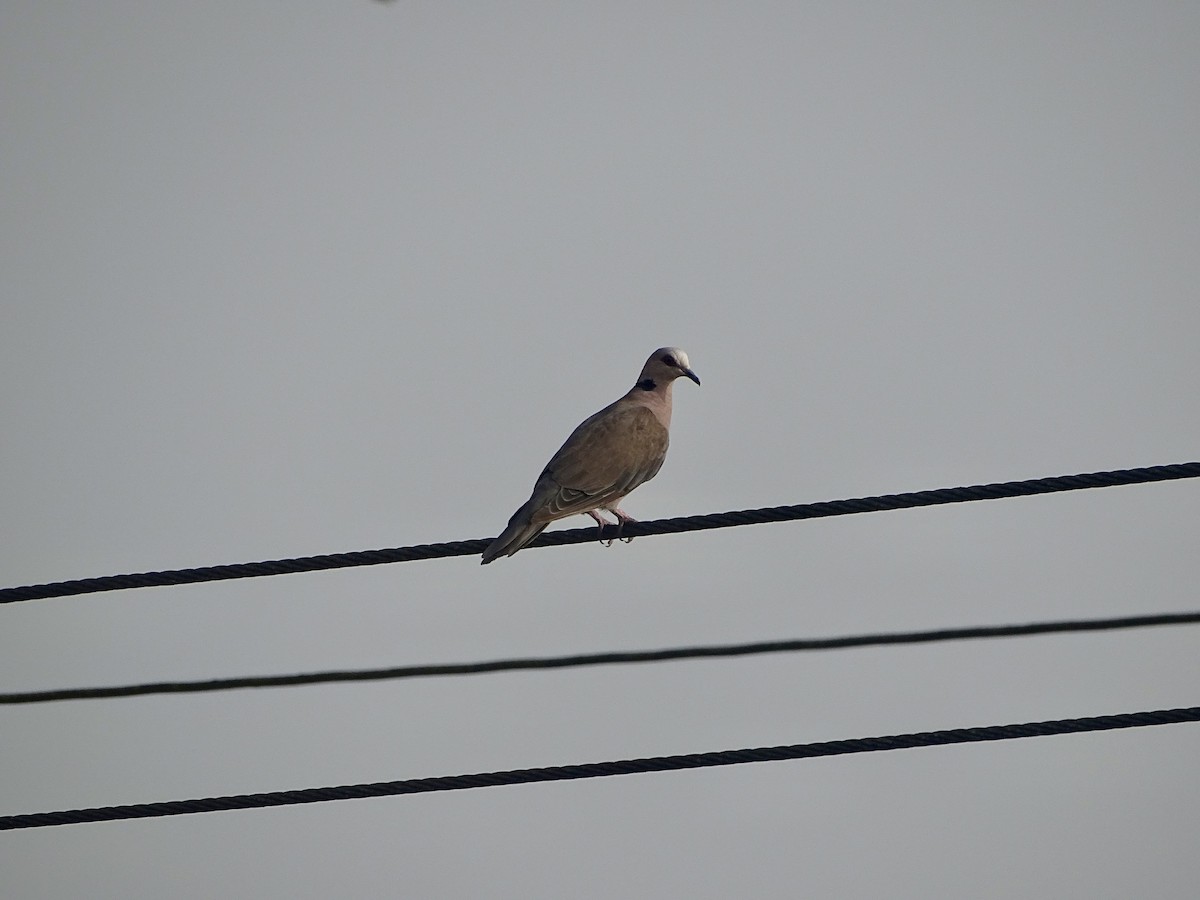 Red-eyed Dove - ML617603921