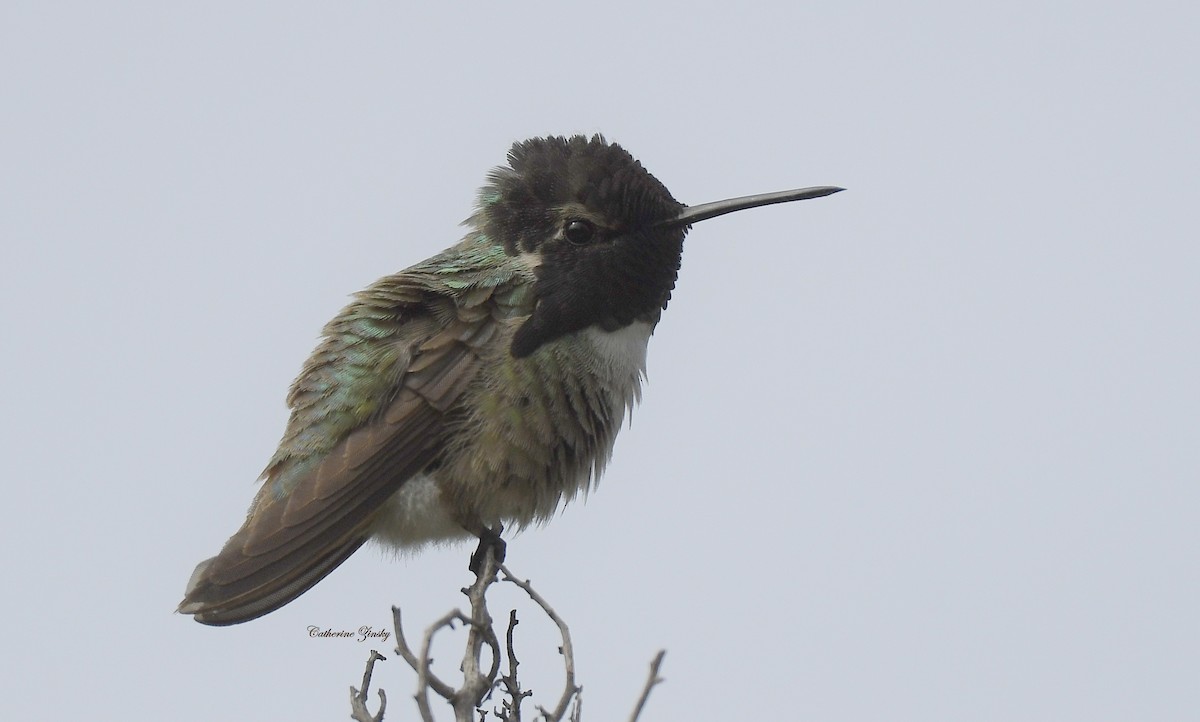 Costa's Hummingbird - ML617603941