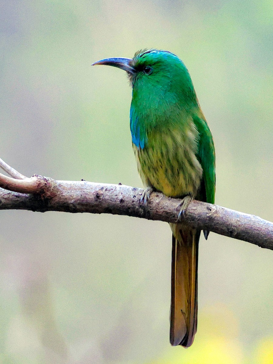 Blue-bearded Bee-eater - Kasiviswanathan A