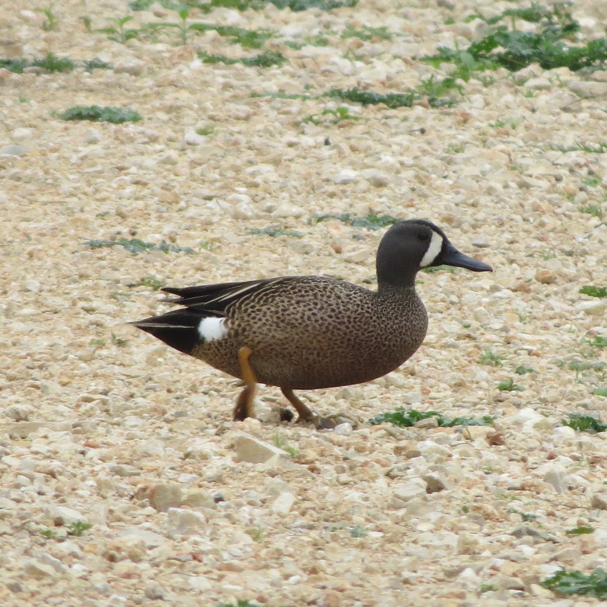 Blue-winged Teal - ML617603973