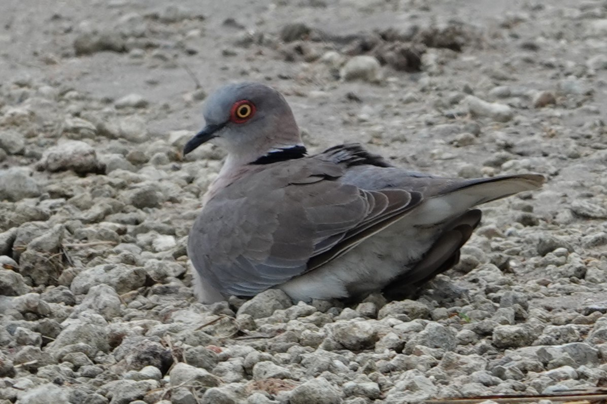 Mourning Collared-Dove - ML617603983
