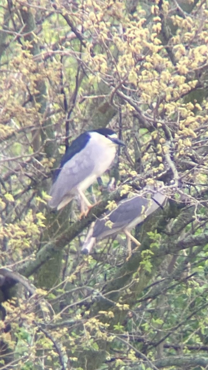 eBird Checklist 19 Apr 2024 Celery Bog Nature Area 18 species