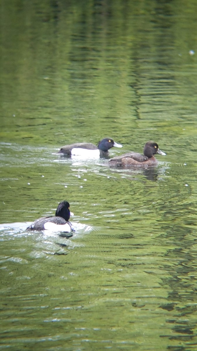 Tufted Duck - ML617604037