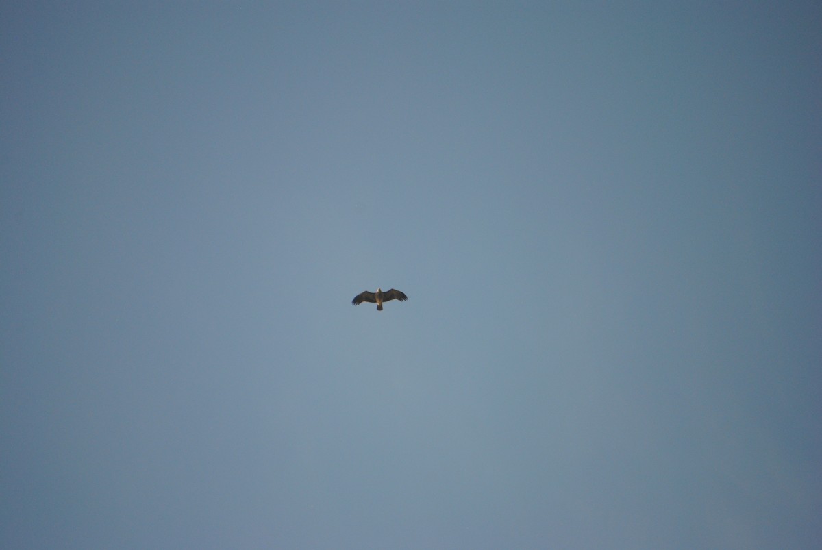 Indian Spotted Eagle - Alyssa DeRubeis