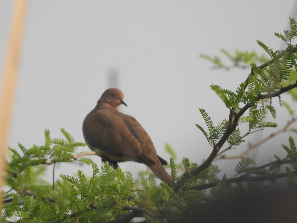 Laughing Dove - ML617604099