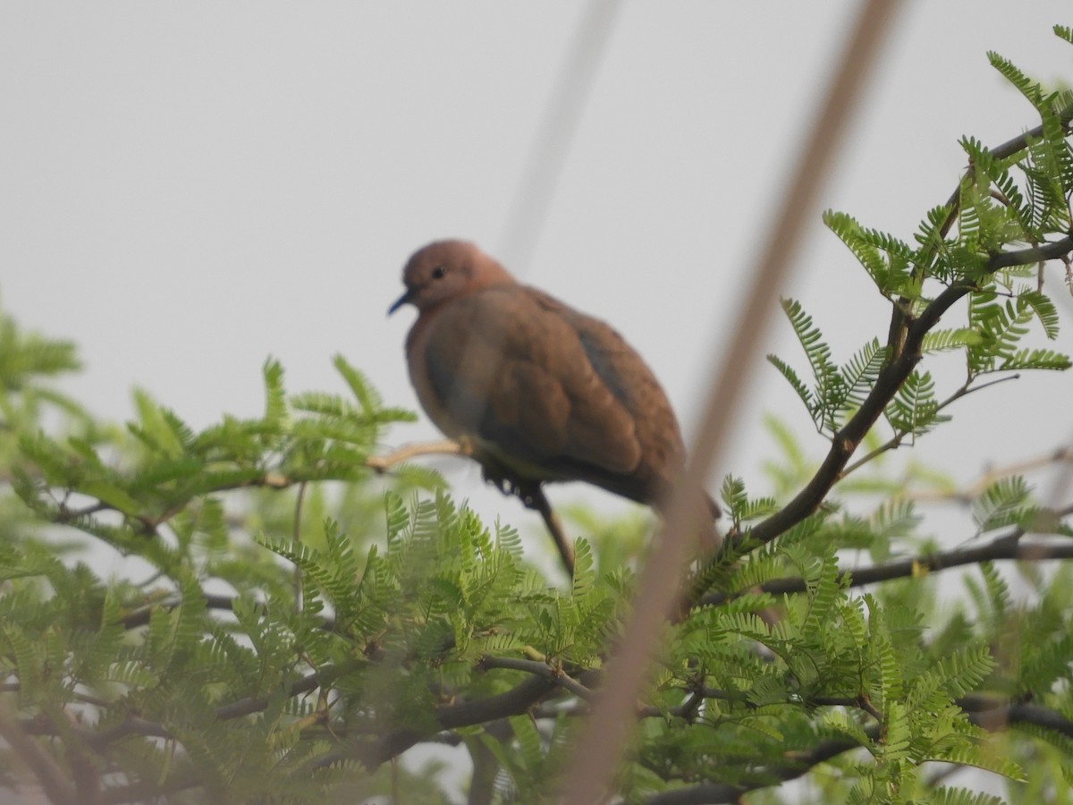 Laughing Dove - ML617604100