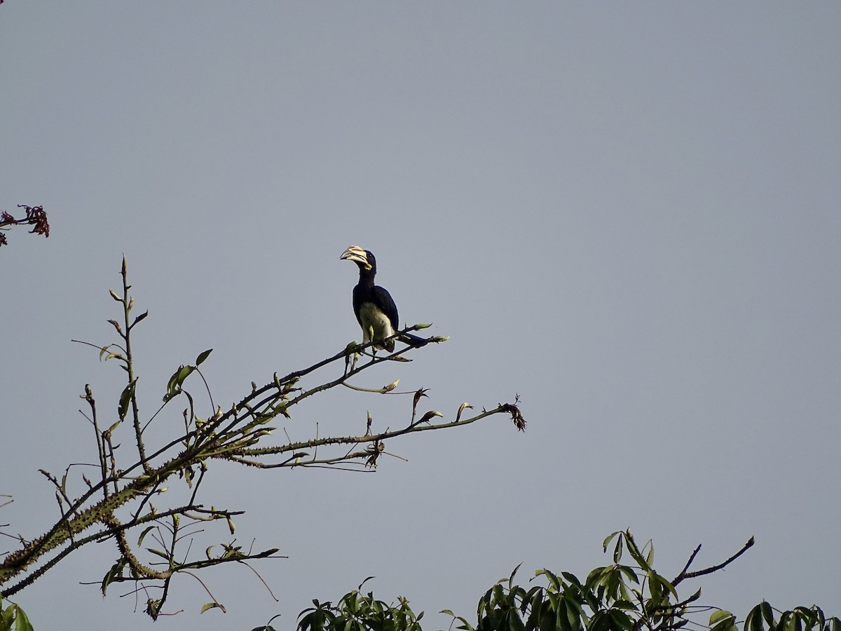West African Pied Hornbill - Malte Vermeer