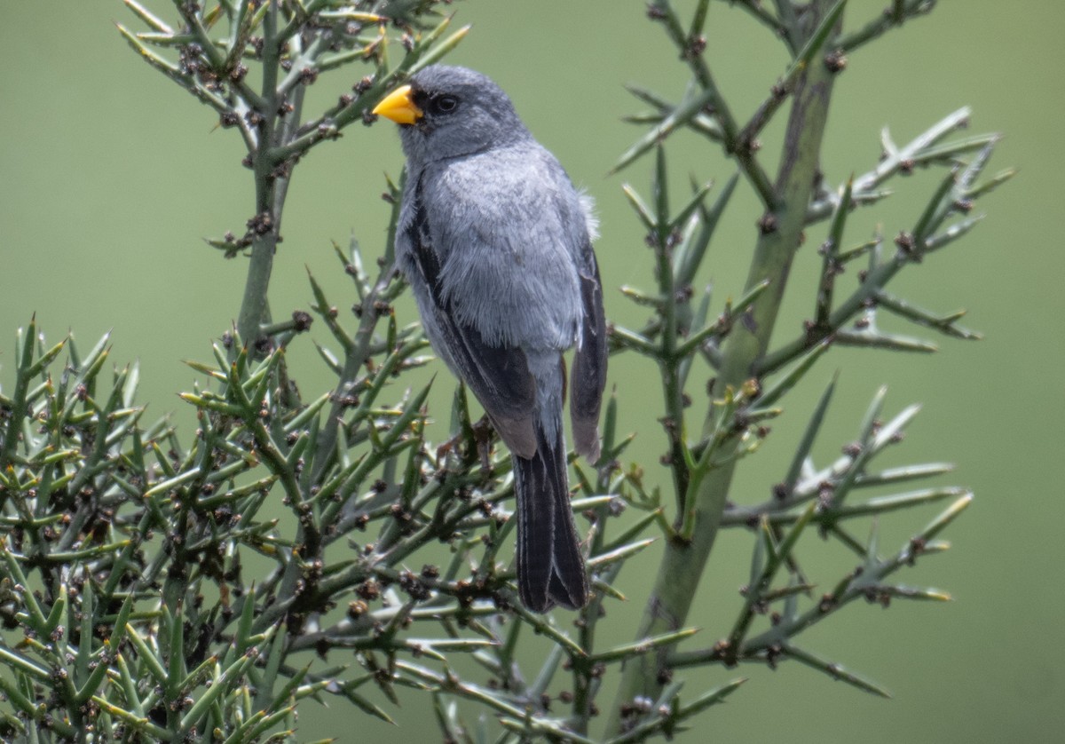 Band-tailed Seedeater - ML617604109
