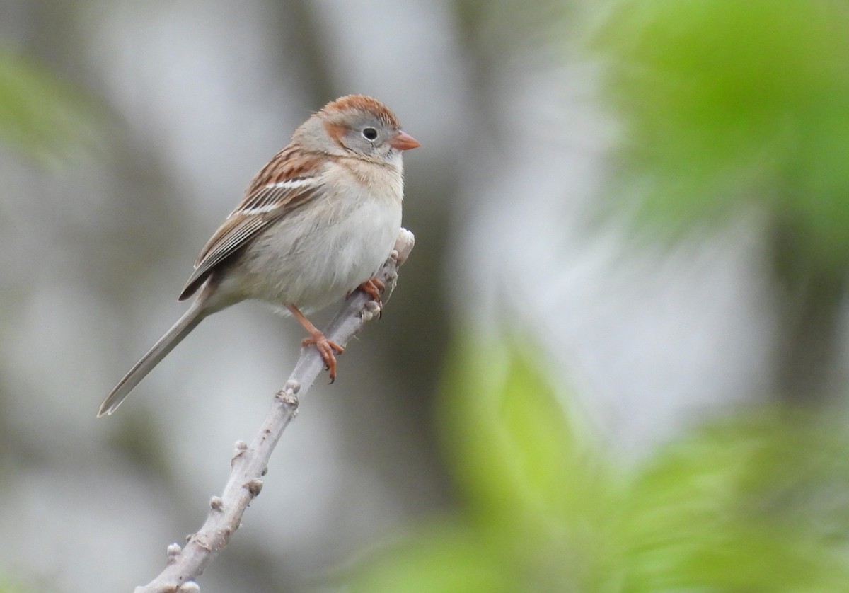 Field Sparrow - ML617604110