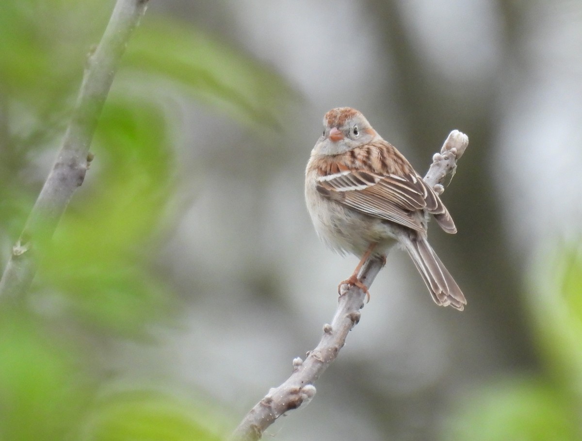 Field Sparrow - ML617604111