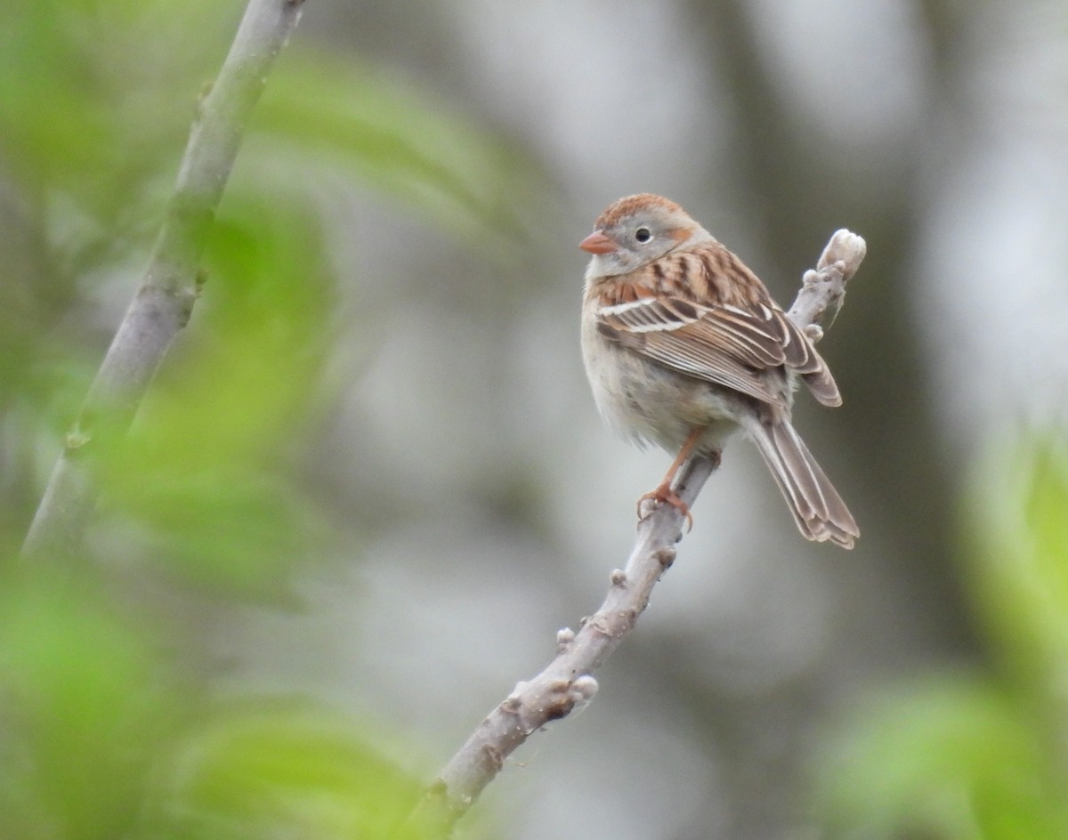 Field Sparrow - ML617604112