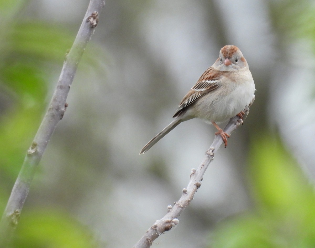 Field Sparrow - ML617604113