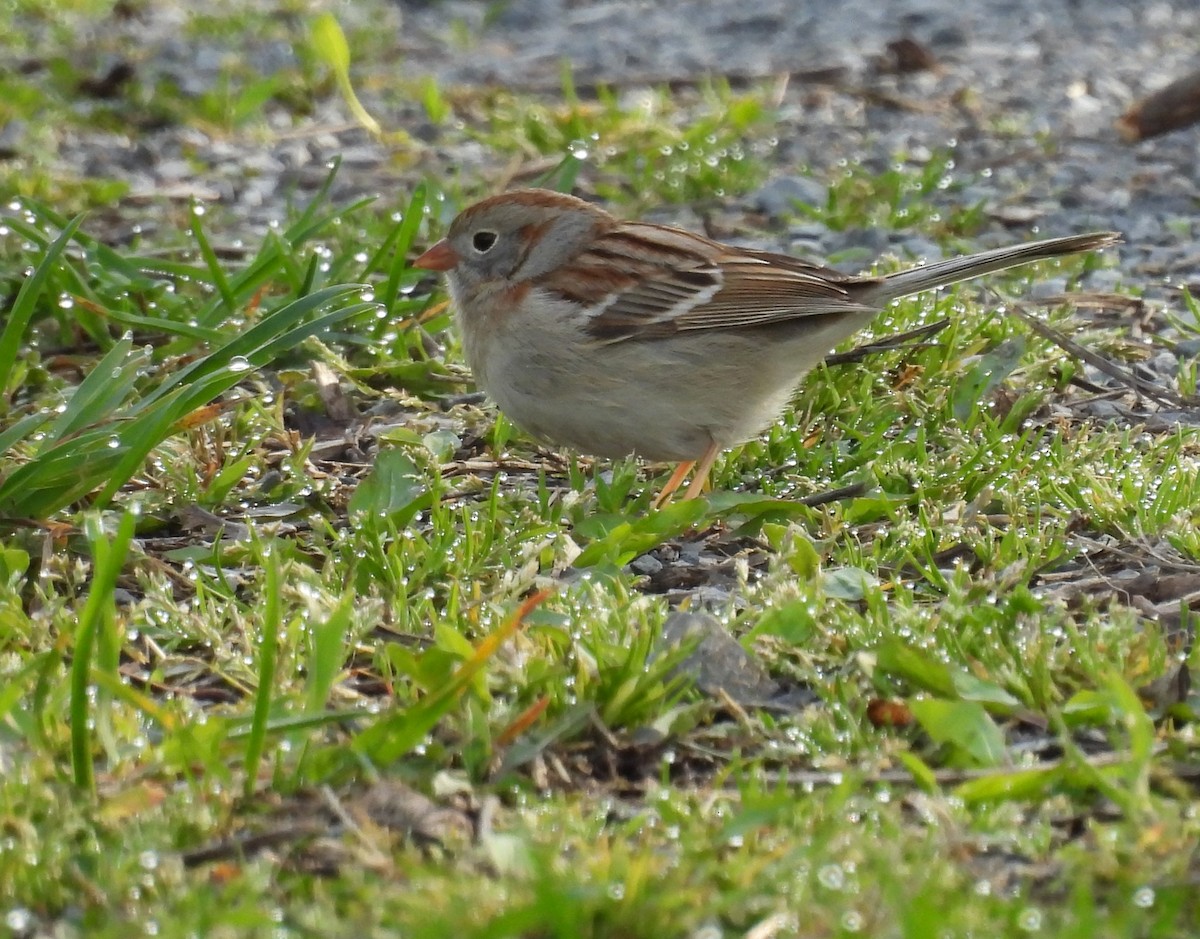 Field Sparrow - ML617604115