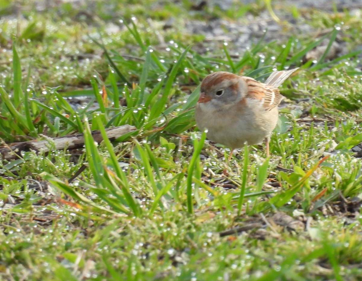 Field Sparrow - ML617604116