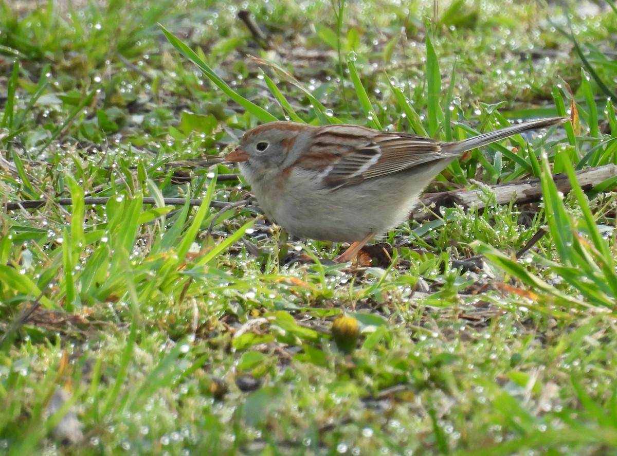Field Sparrow - Daniel Lane
