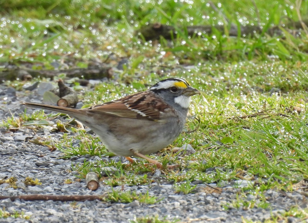 White-throated Sparrow - ML617604124