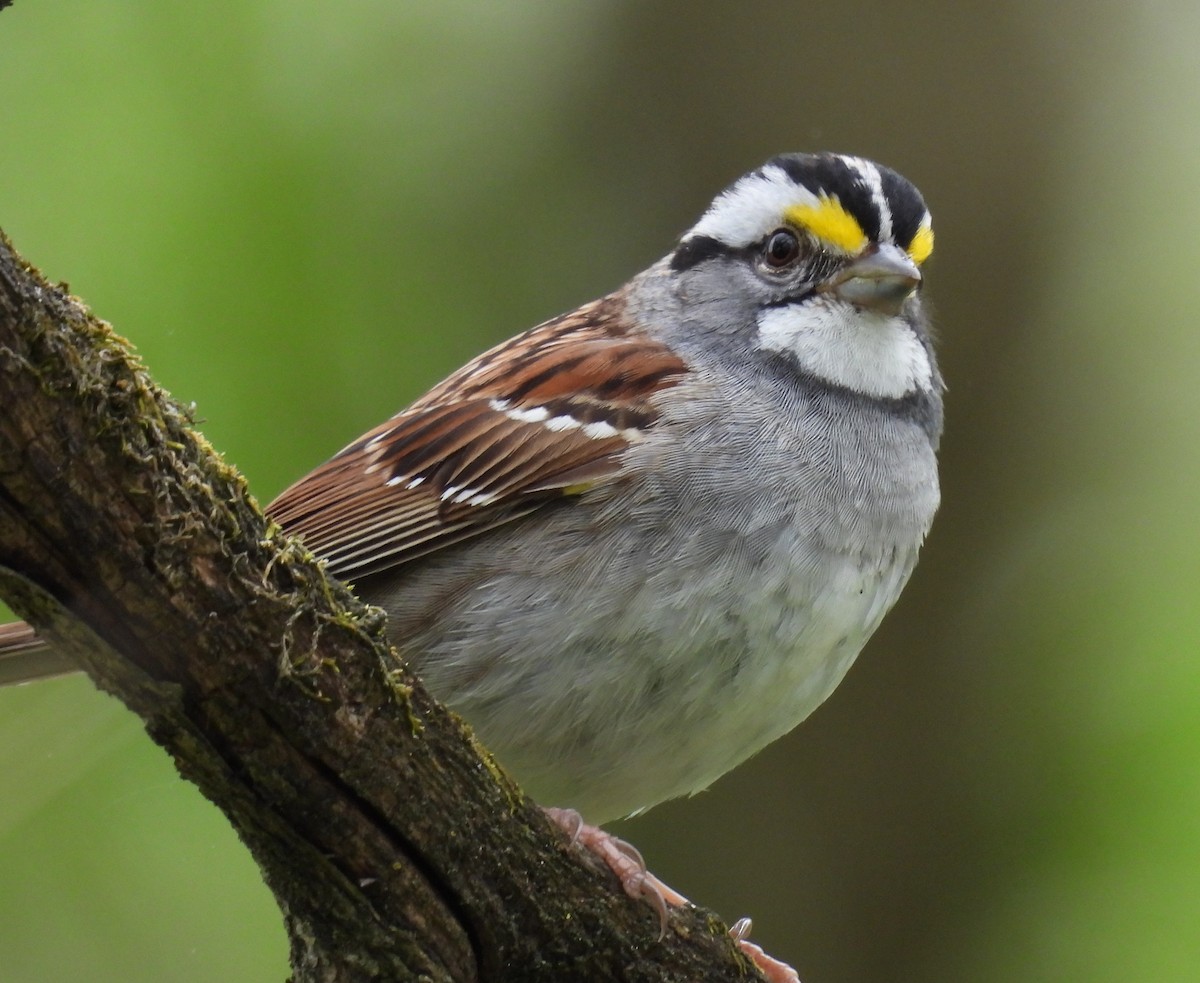 White-throated Sparrow - ML617604125