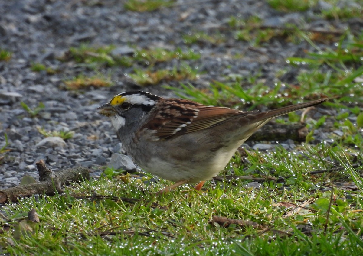 White-throated Sparrow - ML617604126