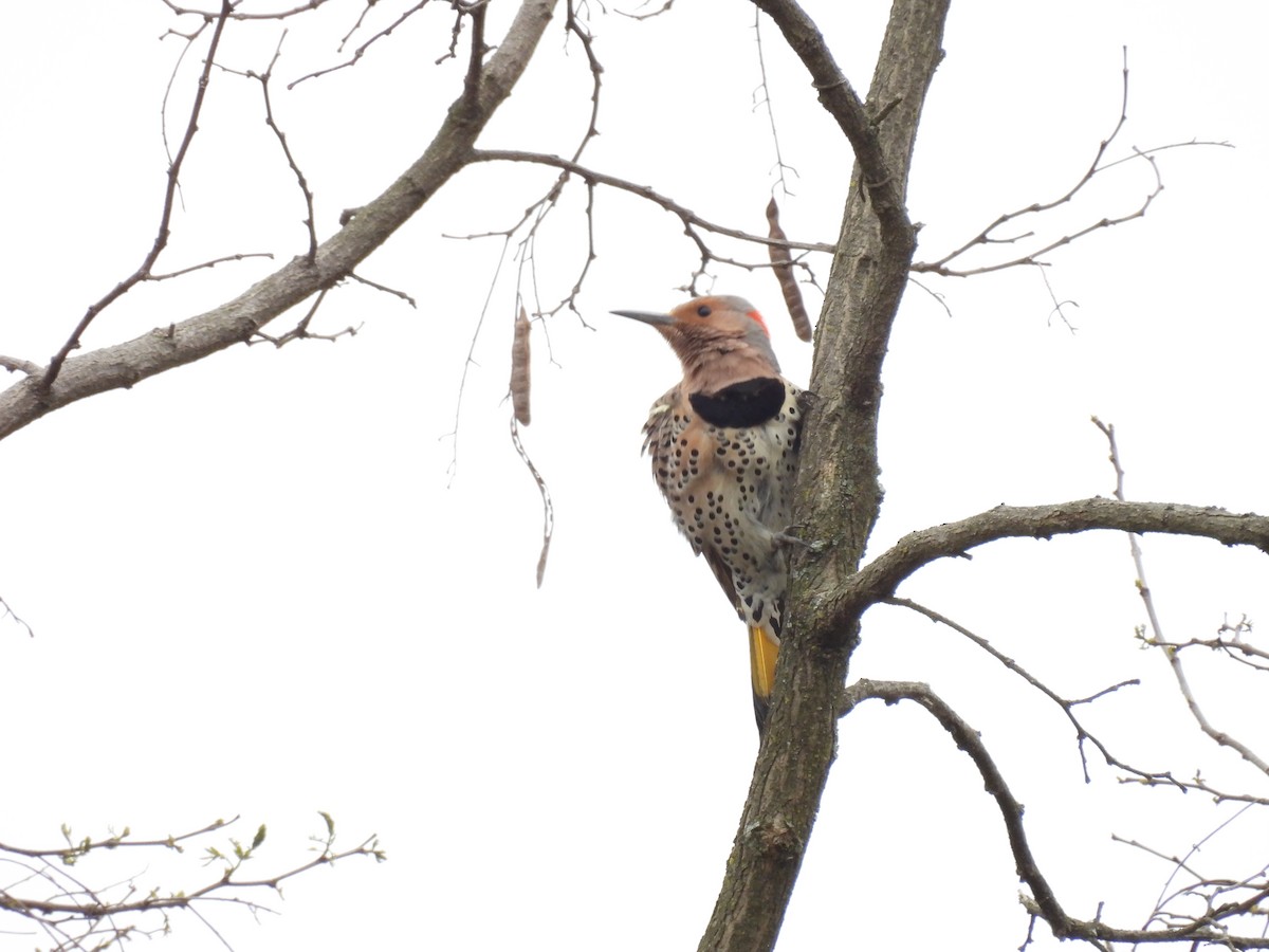 Northern Flicker (Yellow-shafted) - ML617604127