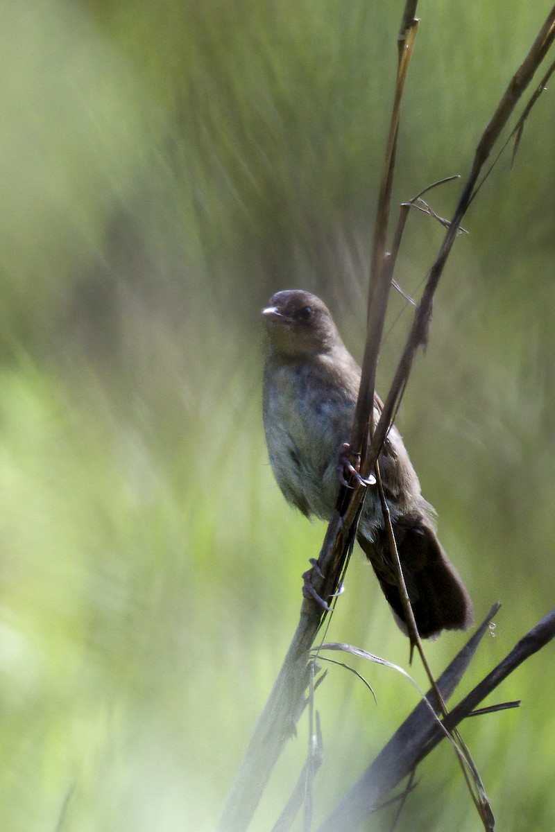 Broad-tailed Grassbird - ML617604162