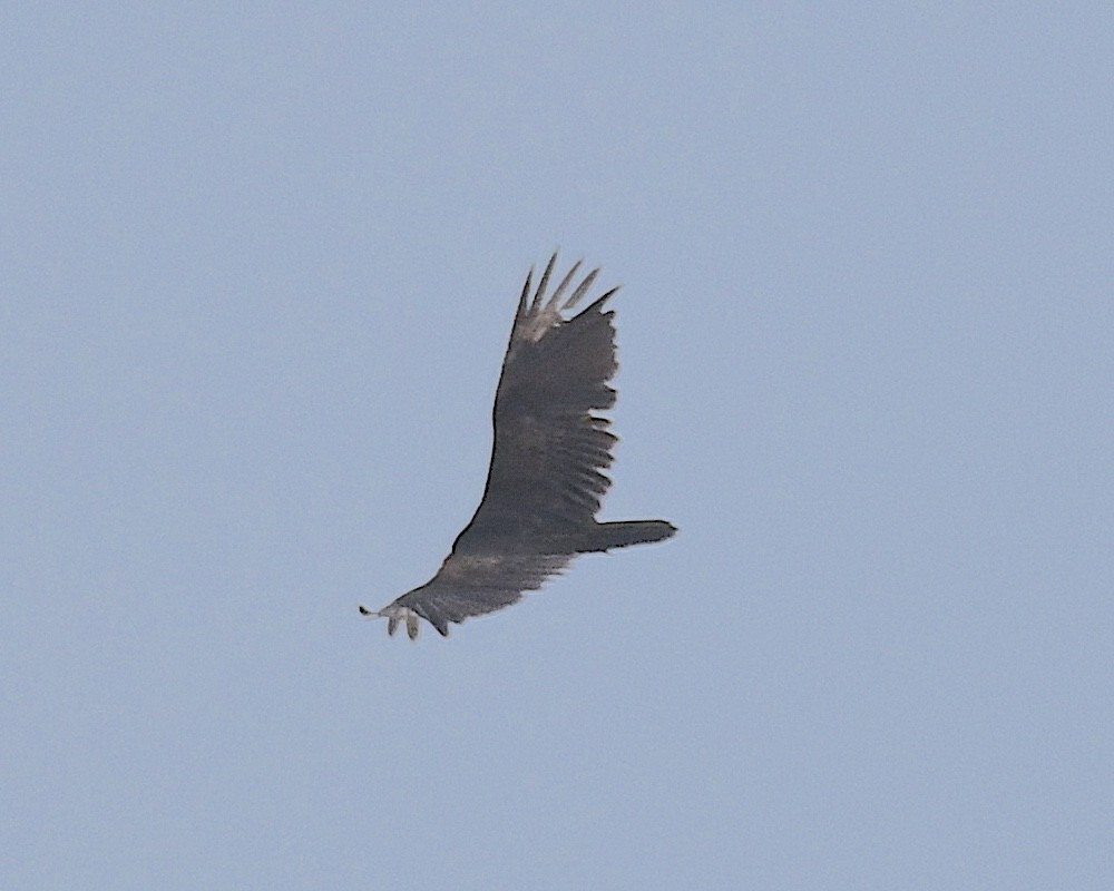 Turkey Vulture - ML617604191