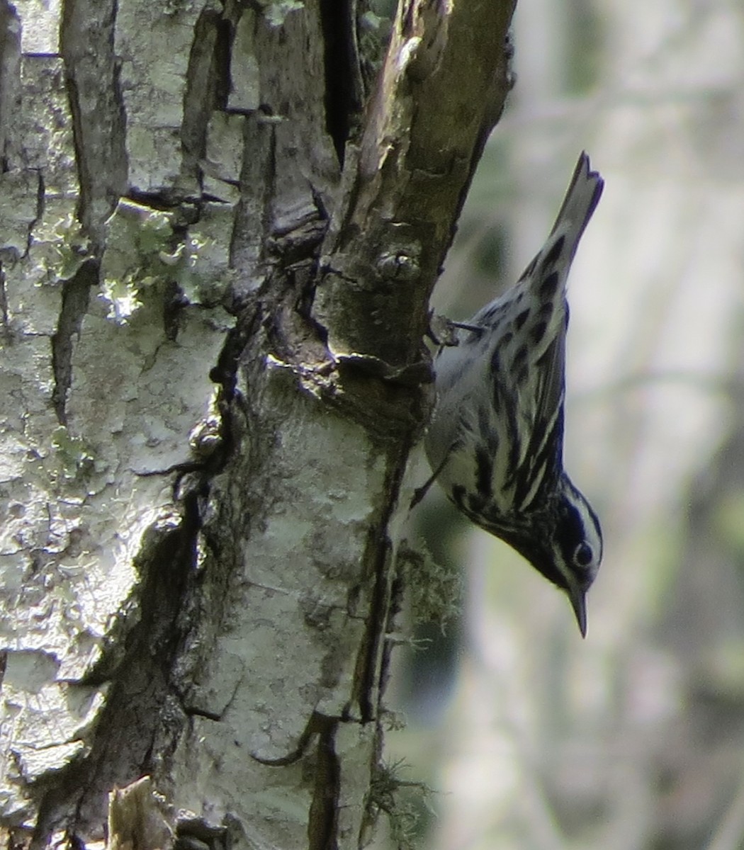 Black-and-white Warbler - ML617604202