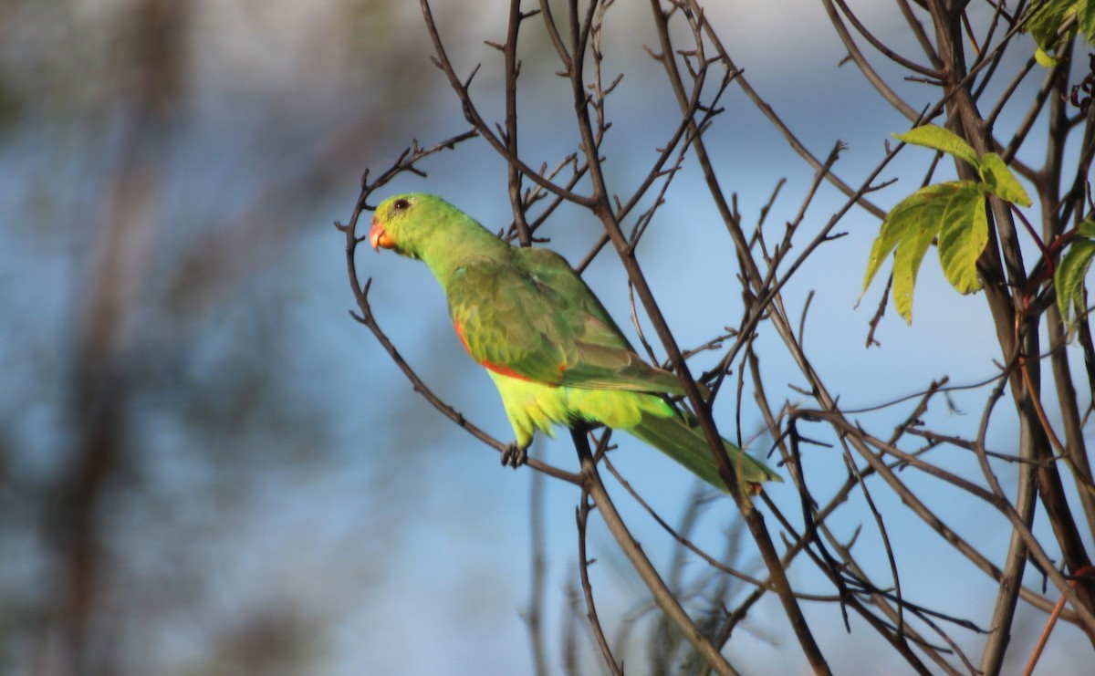 Red-winged Parrot - ML617604204