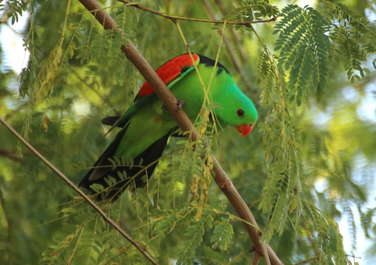 Red-winged Parrot - ML617604205