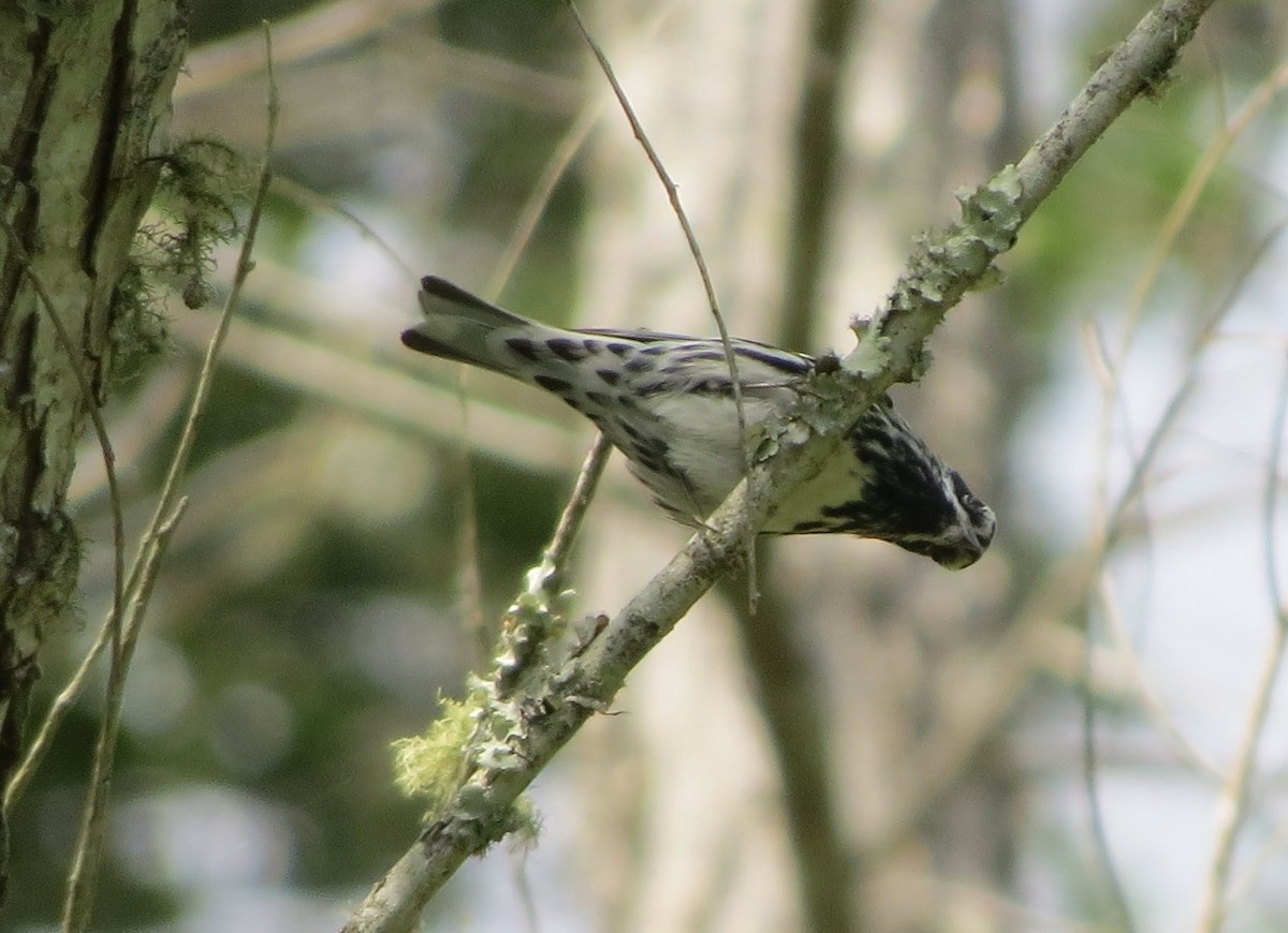 Black-and-white Warbler - ML617604206