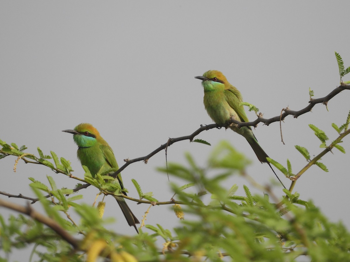 Asian Green Bee-eater - ML617604212