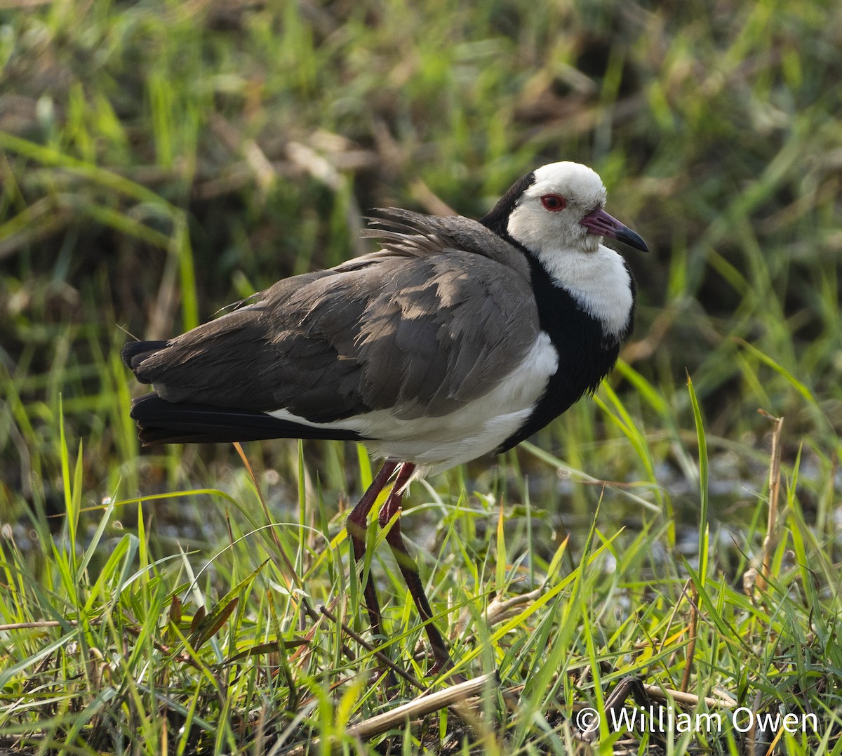 Long-toed Lapwing - Will Owen