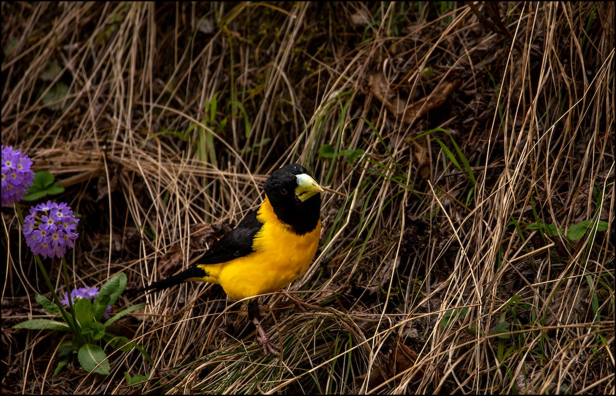 Black-and-yellow Grosbeak - Parth Joshi