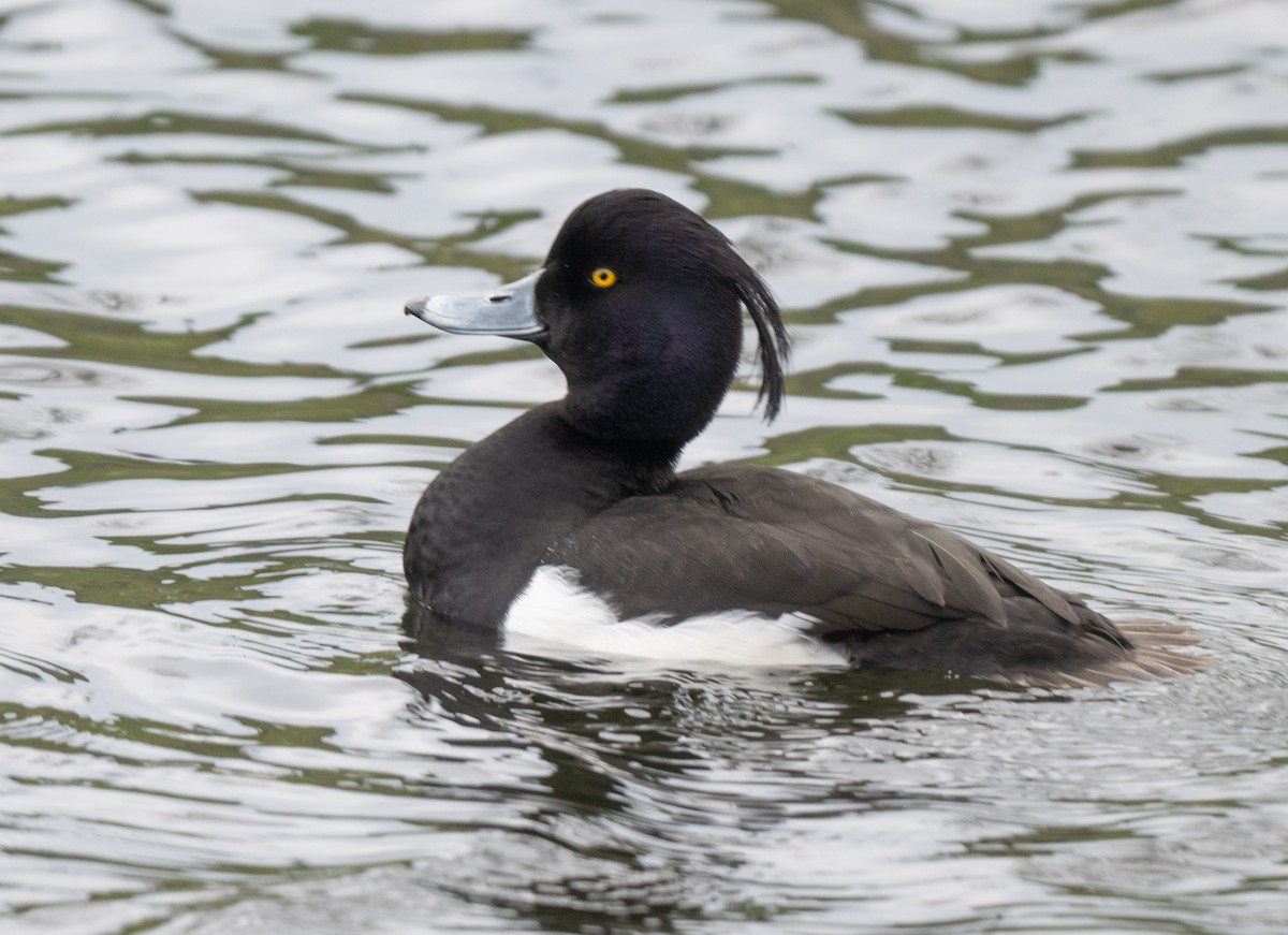 Tufted Duck - ML617604282