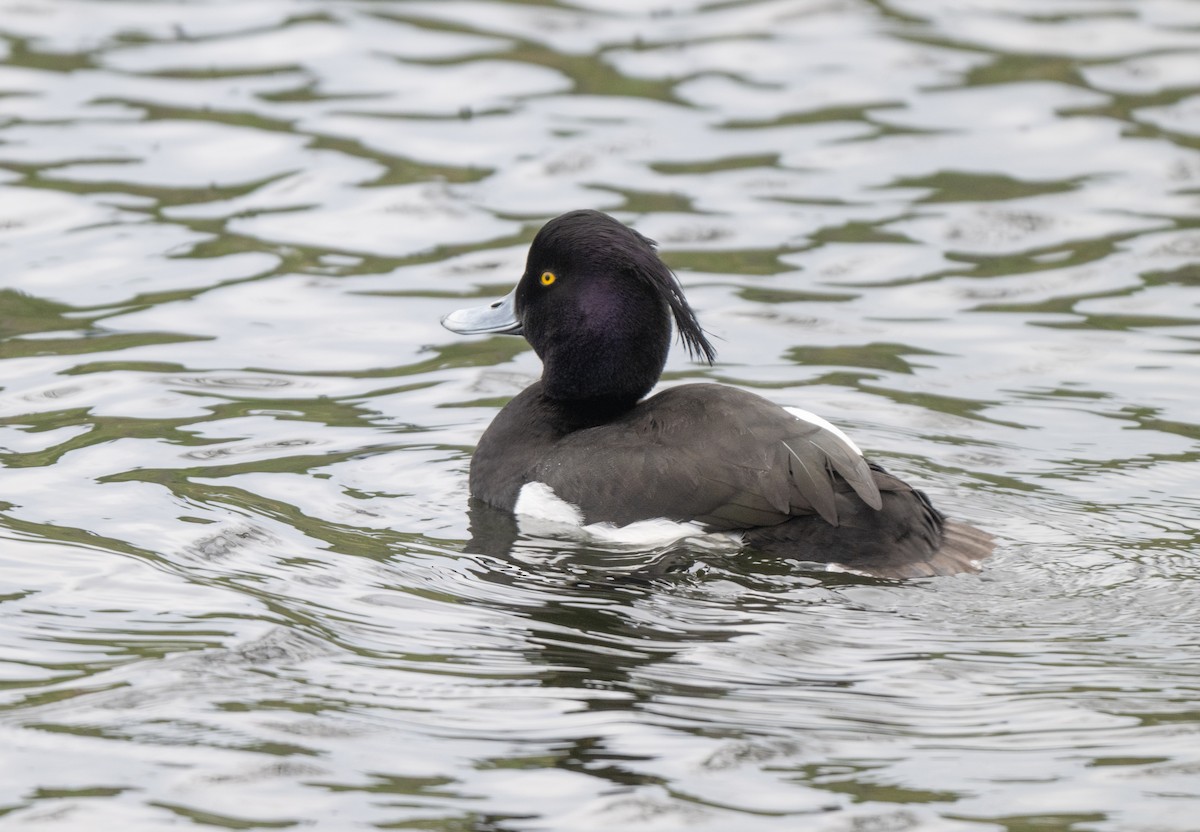 Tufted Duck - jimmy Yao