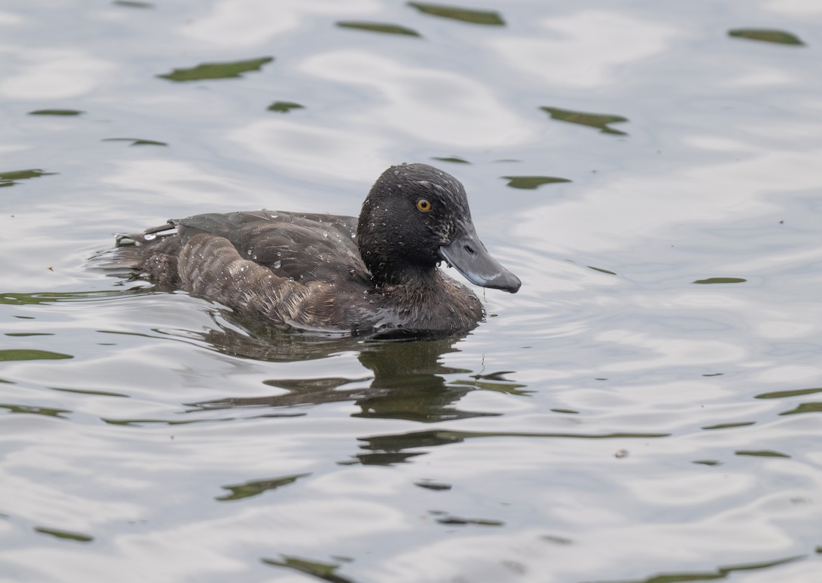 Tufted Duck - ML617604284