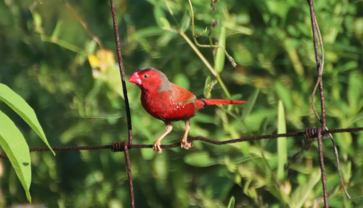 Crimson Finch (Black-bellied) - ML617604429