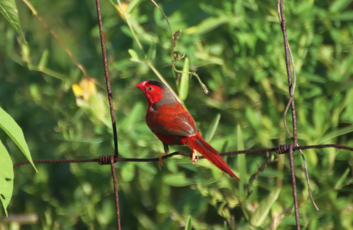 Crimson Finch (Black-bellied) - ML617604430