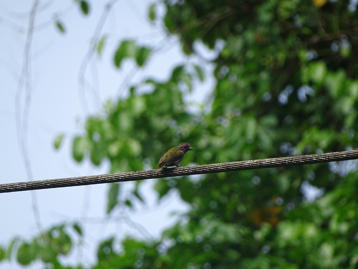 African Piculet - ML617604433
